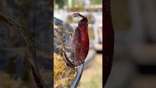 Nepenthes Mirabilis wing x Ampullaria Black miracles plantacarnivora plantascarnivoras carnivora [upl. by Lhamaj]