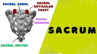 Anatomy of the Sacrum [upl. by Eitsirhc]