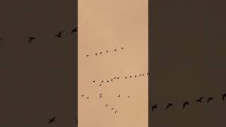 Pink footed geese evening flight [upl. by Nerrawed]