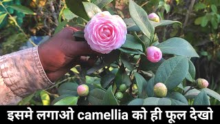 How to grow camellia plant  potting mix for camellia  potting mix [upl. by Aiekal]