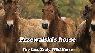 The Incredible Comeback of Przewalskis Horse – The Last Truly Wild Horse [upl. by Merna]