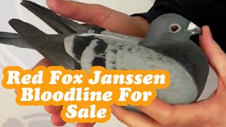 Red Fox Janssen Racing Pigeon Bloodline For Sale In M And C Pigeons Auction [upl. by Dulcle]