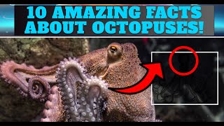 Smartest Animal Alive 10 Mind Blowing Facts About Octopuses [upl. by Sirehc]