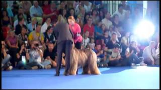 Euro dog show 2012  Junior handling [upl. by Akitan]