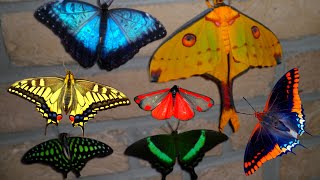 Butterfly amp Moth Compilation MY PETS [upl. by Thaddeus]