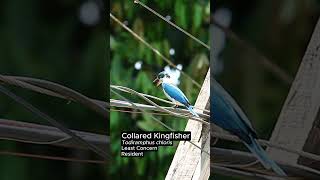 Collared Kingfisher  Todiramphus chloris shorts birds philippinebiodiversity [upl. by Ricketts]