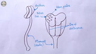 How To Draw Anther and Filament Cross Section Of Anther Drawing Stamen [upl. by Yoc]