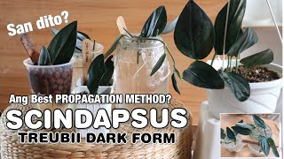 BEST PROPAGATION METHOD for SCINDAPSUS TREUBII DARK FORM  Lovekye 8 [upl. by Derby]