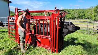 Working Cattle with the Tarter VALUE 90 SWEEP and CATTLEMASTER SERIES 3 [upl. by Branham212]