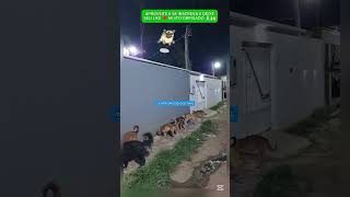 QUANDO VOCÊ NÃO PODE ADOTAR TODOS MAS ALIMENTA OS CACHORROS DE RUA rescue adote resgate cachorro [upl. by Maziar]