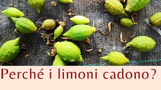 Perchè i frutticini dei limoni cadono  AGRUMI LENZI [upl. by Elsey]