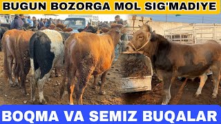 BUGUN BOZORDI MOL BOSDI SAVDOYAM YAXSHI BOLDI LEKIN ZANG MOLBOZOR BOQMA BUQALAR [upl. by Lobell]