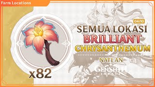 SEMUA LOKASI BRILLIANT CHRYSANTHEMUM GENSHIN IMPACT  LOCATIONS amp FARMING ROUTE XILONEN MATERIAL [upl. by Medea]