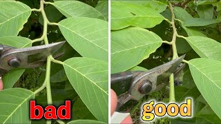 How to prune properly．It makes a difference of 1cm [upl. by Adnalro]