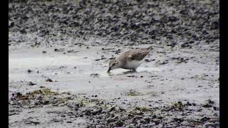 Semipalmated sandpiper sweeping water surface Pine Creek game bird habitat August 23 2020 [upl. by Justis]