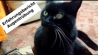 Augentrübung bei Katze Erfahrungsbericht GNM 5BN [upl. by Borg927]