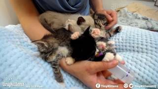 Tiny orphan kitten Nelvana using her kitten pacifier  TinyKittenscom [upl. by Eniarrol6]