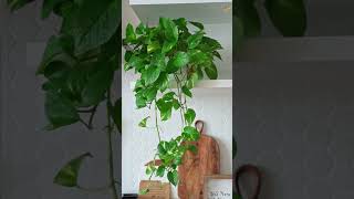 Indoor Plants That Grow Bushier and Lush Quickly indoorplants shorts [upl. by Eldreeda]