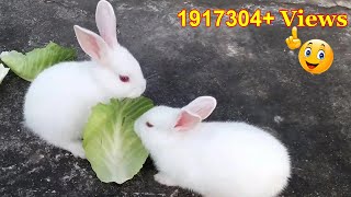 Cute Baby Rabbits PlayingFeeding Activities  Bunny Rabbit Baby Rabbits [upl. by Hgielrebma136]