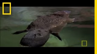 Platypus Parts  National Geographic [upl. by Corron]