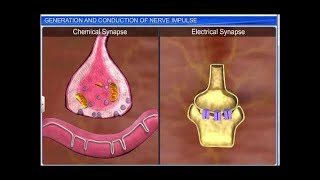 CBSE Class 11 Biology  Generation amp Conduction of Nerve Impulse [upl. by Ykciv672]