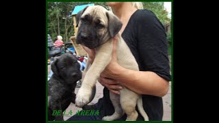 Dogo Presa Canario Welpen Pups for sale zu verkaufen [upl. by Pamelina]