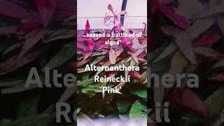 Alternanthera Reineckii Pink aquascape aquascaping fishtanklife aquarium plants plantedtank [upl. by Noemis]