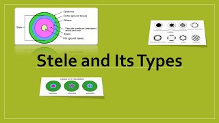 Stele and its all types Urdu\HindiAZ concepts guide [upl. by Suzzy636]