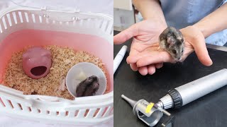 TAKING MY HAMSTER TO THE VETS She Started Squeaking  2018 [upl. by Godspeed447]