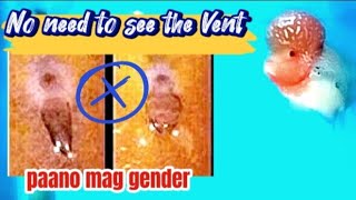 How to gender Flowerhorn Tagalog EngSub [upl. by Adekam]