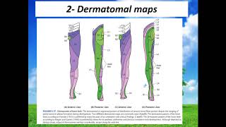 Dermatomes of lower limb Neuroanatomy 46 [upl. by Damaris]