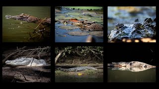 Les crocodiles marins en Australie  réintroduction réussie et controversée PROXIMA PODCAST [upl. by River]