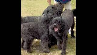 Lots of Dog Hugs ❤️bouvierdesflandres shorts doglove missyou bouvier doglover [upl. by Ramej]