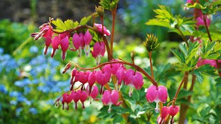 Cœur de Marie Dicentra Spectabilis [upl. by Amat]