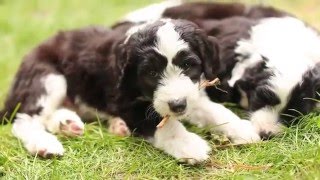 5 week old Sheepadoodle puppies [upl. by Hildegard968]