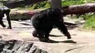 Chimp fight at Taronga Zoo Sydney [upl. by Nahtnanhoj269]