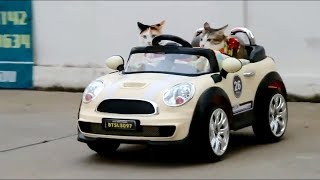 Cats Practice Driving Cars  Funny Cats Compilation [upl. by Anaujahs]