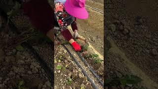 Quick and easy process of planting seedlings [upl. by Yeniffit]