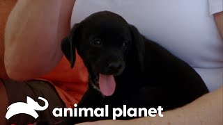 Adorable Puppy Breaks Rescue Dog Out of Her Shell  Pit Bulls amp Parolees  Animal Planet [upl. by Eric]