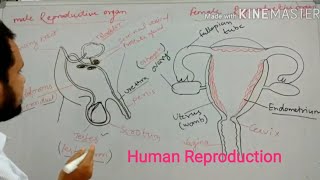 Class 10th  Life Process Reproduction Growth and Development  Full chapter  by pavitra sir [upl. by Fatma]