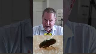 Horrific Infestations Found By Pest Control Professionals [upl. by Nirrol]