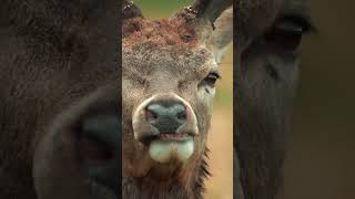 Telephoto Lens in Richmond Park [upl. by Laurance]