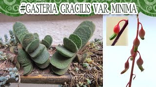 Suculentadodia  Gasteria gracilis var Minima [upl. by Ardried]