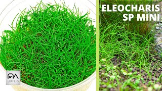 ELEOCHARIS SP MINI [upl. by Edrea]