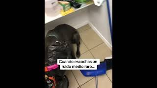 Tierno perrito es atrapado y se queda quieto para que no lo vean 😅🐶 [upl. by Arvo]