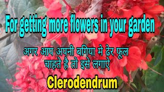 How to care Clerodendrum flowering vine  Flaming glory bower vine care tips Hindi Urdu [upl. by Gran]