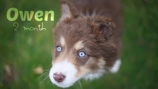 Owen • Chiot Border collie 2 mois [upl. by Arrahs]