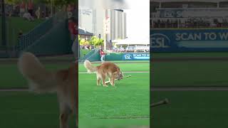 Bruce the bat dog fetches his first bat 😊 dog mlb cute [upl. by Yelloh]