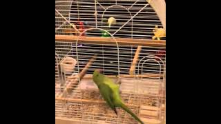 Indian Ringneck Parrot talking [upl. by Gerry]