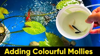 Finally got my colorful mollies  Molly Pond  Molly Platy and Guppies  DIY Fish Tank  Fish Pond [upl. by Alyk782]